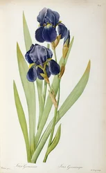 Iris Germanica, from 